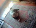 Hostel dog