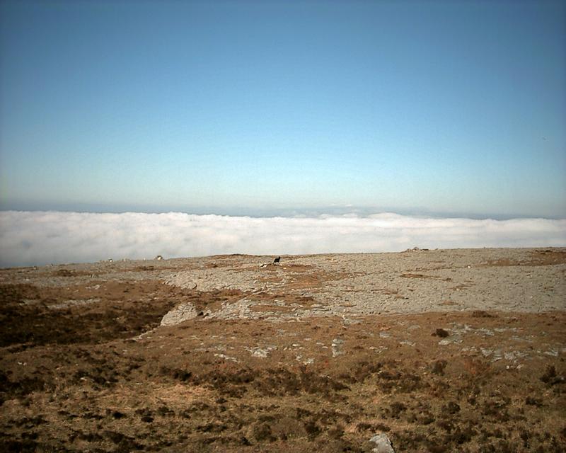 Burren mist and black goat