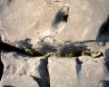 Burren plants