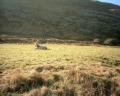 Chilled horse