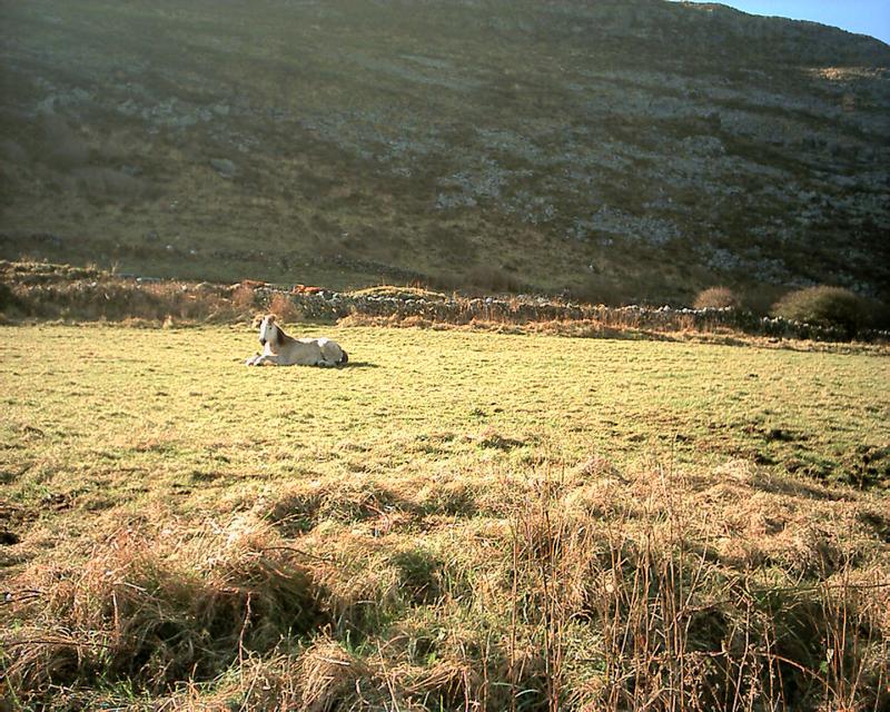 Chilled horse