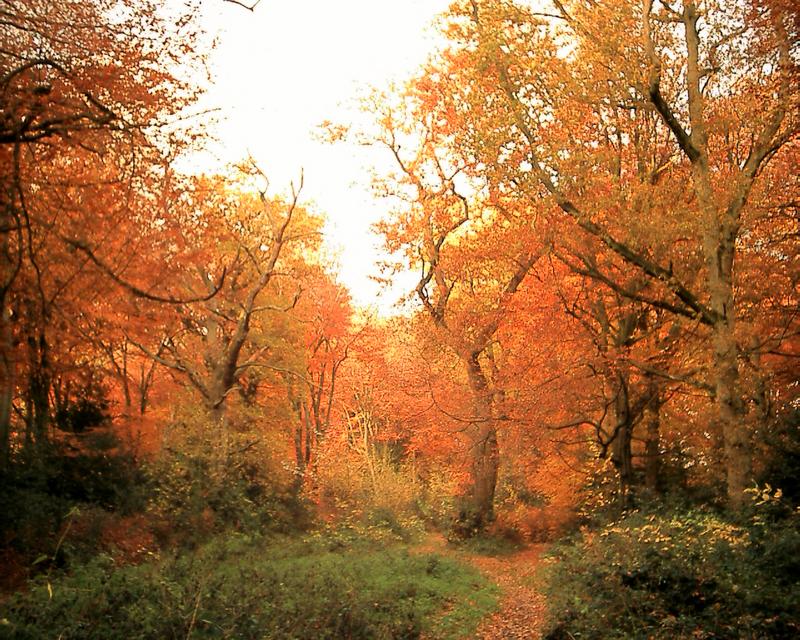 Naphill Common