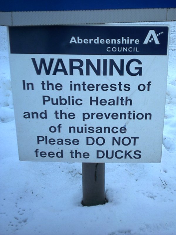 Ducks, Braemar